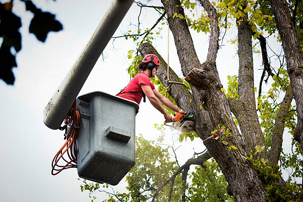 Best Emergency Tree Service  in USA